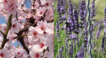 Weingut Walter Henninger. 67169 Kallstadt. Winzer Dieter Henninger, Dipl.-Ing. (FH) Getränketechnologie